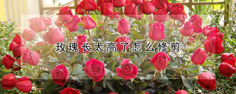 玫瑰長太高了怎麼修剪