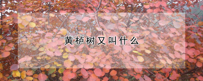 黃櫨樹又叫什麼