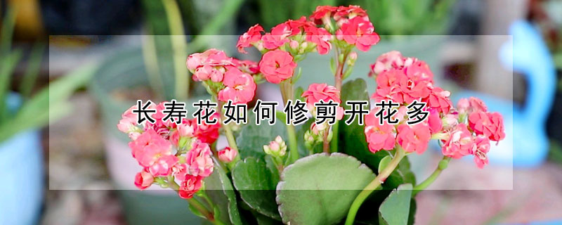 長壽花如何修剪開花多