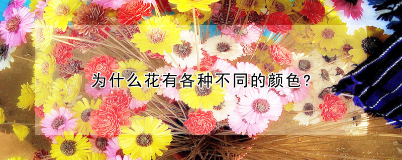 為什麼花有各種不同的顏色?