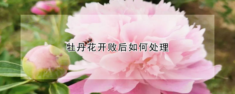 牡丹花開敗後如何處理