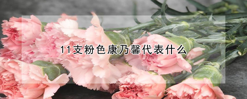 11支粉色康乃馨代表什麼