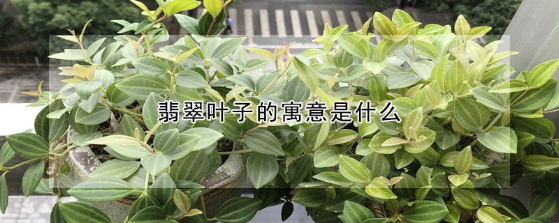 翡翠葉子的寓意是什麼