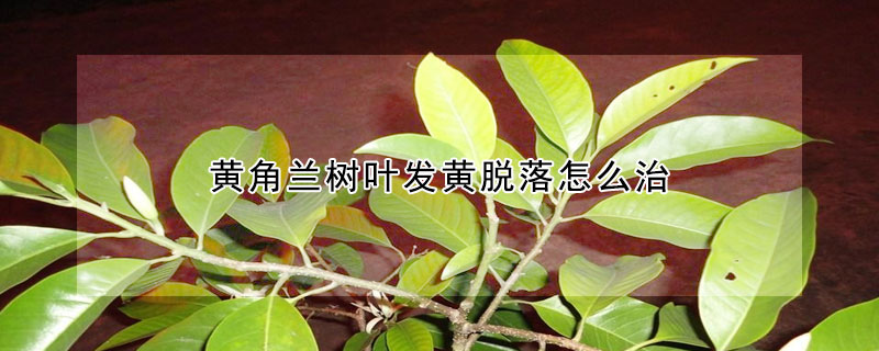 黃角蘭樹葉發黃脫落怎麼治