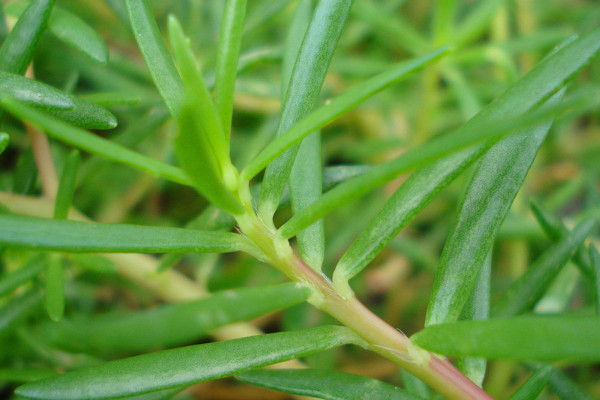 什麼是馬齒莧草