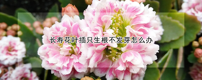 長壽花葉插隻生根不發芽怎麼辦