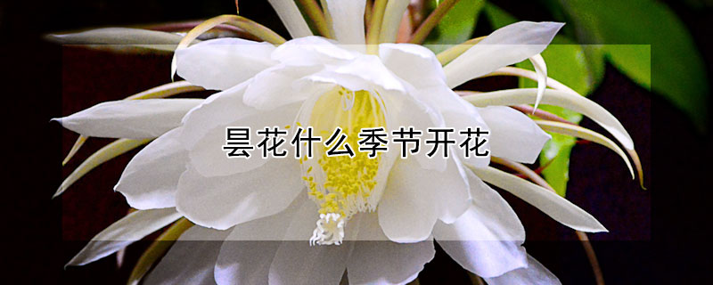 曇花什麼季節開花