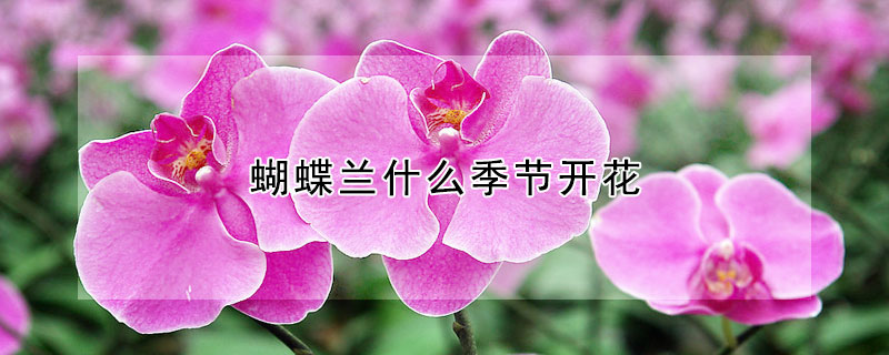 蝴蝶蘭什麼季節開花
