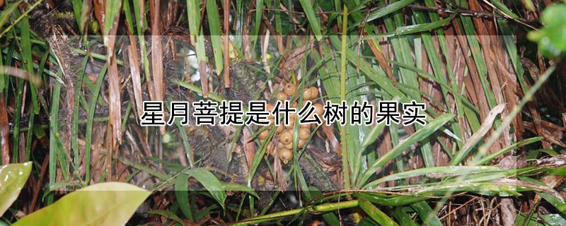 星月菩提是什麼樹的果實