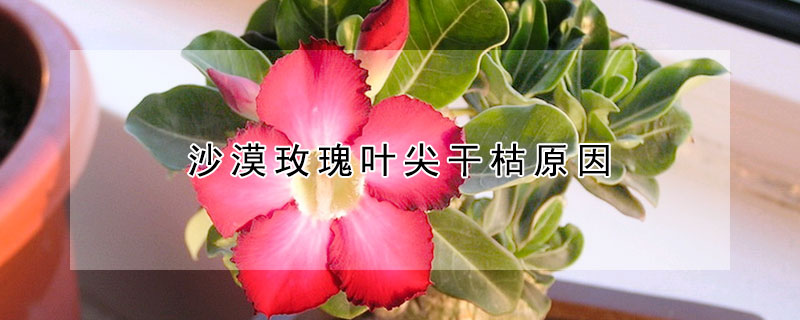 沙漠玫瑰葉尖幹枯原因