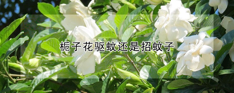 梔子花驅蚊還是招蚊子