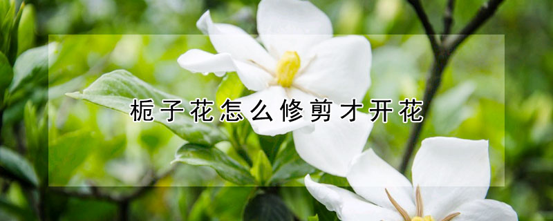 梔子花怎麼修剪才開花