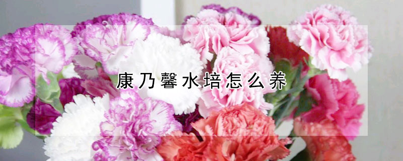 康乃馨水培怎麼養