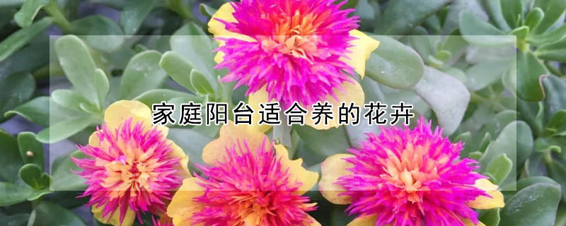 家庭陽台適合養的花卉