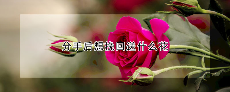 分手後想挽回送什麼花