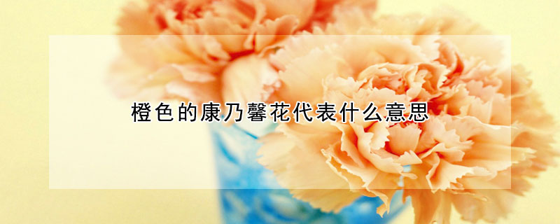 橙色的康乃馨花代表什麼意思
