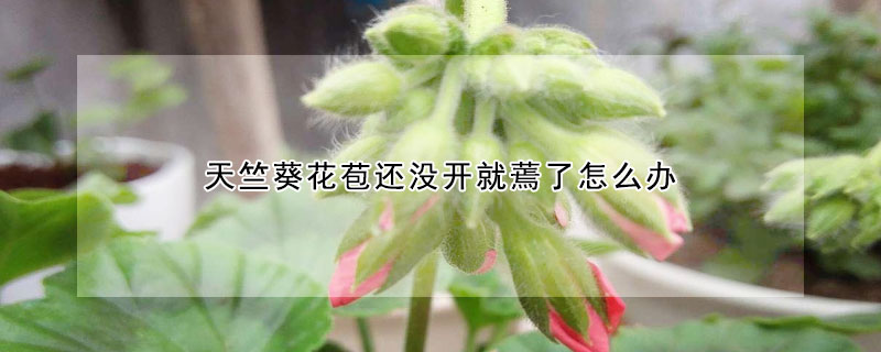 天竺葵花苞還沒開就蔫了怎麼辦