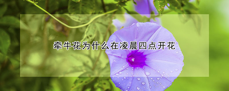 牽牛花為什麼在淩晨四點開花