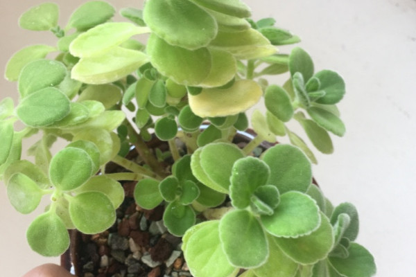 碰碰香葉子為什麼發黃