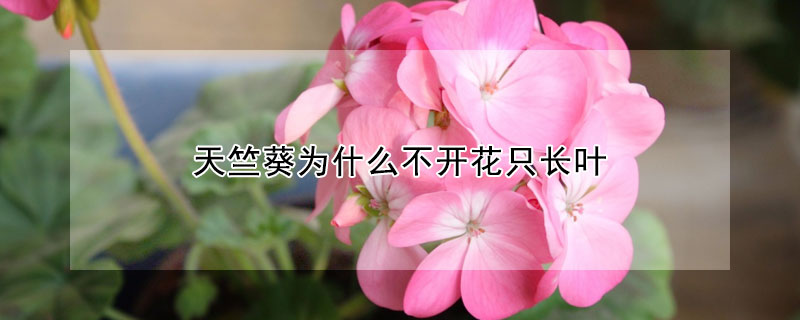 天竺葵為什麼不開花隻長葉