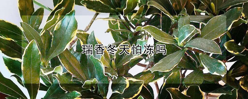 瑞香冬天怕凍嗎