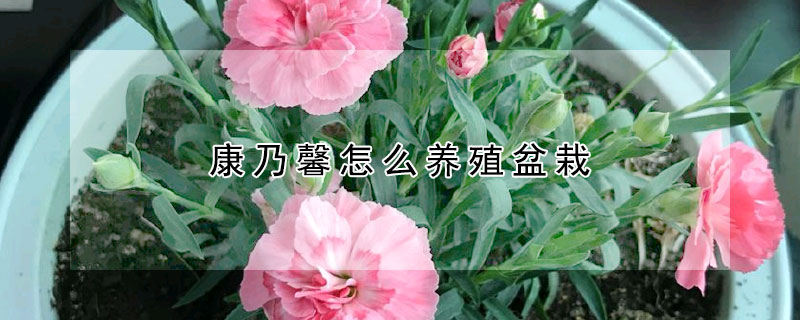 康乃馨怎麼養殖盆栽