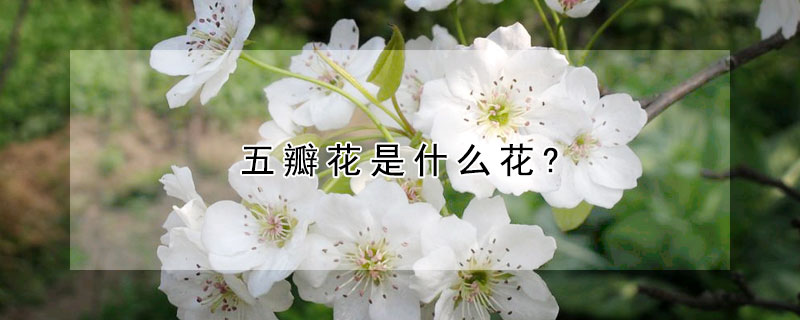 五瓣花是什麼花?