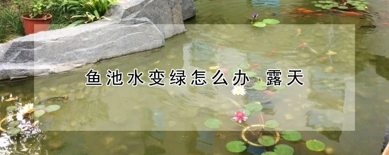 魚池水變綠怎麼辦 露天
