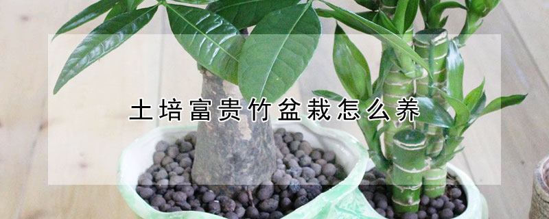 土培富貴竹盆栽怎麼養