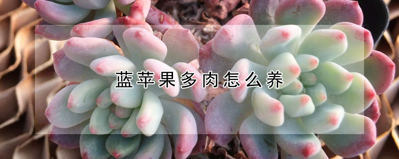 藍蘋果多肉怎麼養