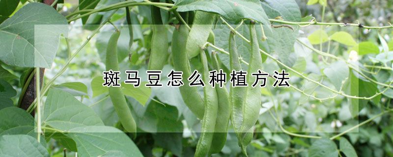 斑馬豆怎麼種植方法