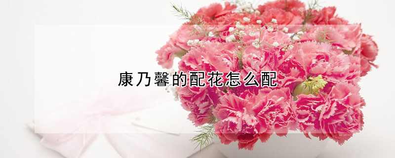 康乃馨的配花怎麼配