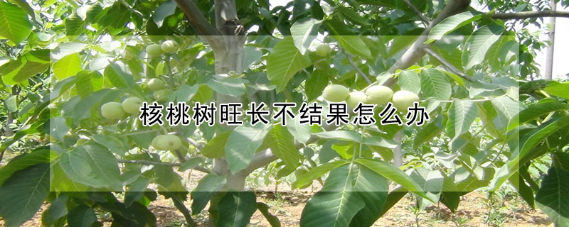 核桃樹旺長不結果怎麼辦