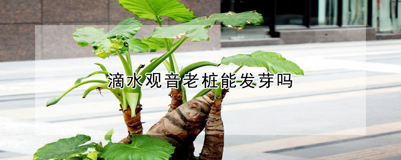 滴水觀音老樁能發芽嗎