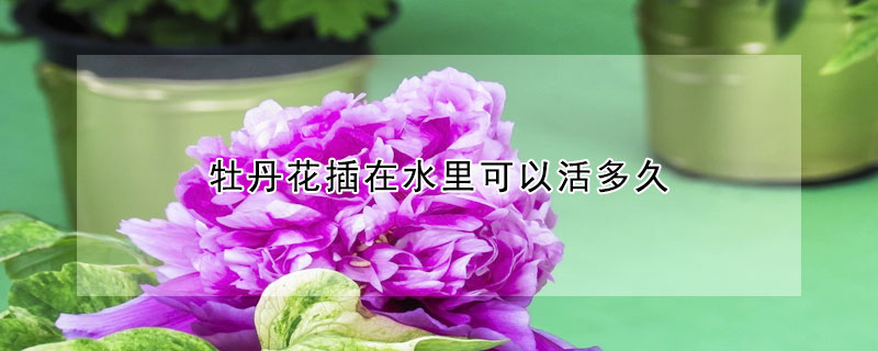 牡丹花插在水裏可以活多久