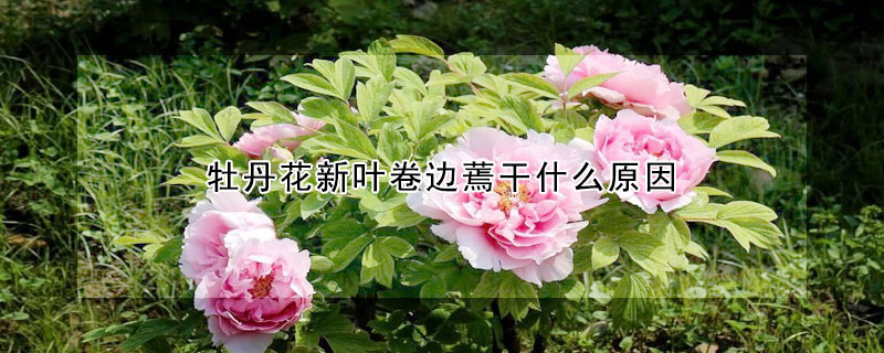 牡丹花新葉卷邊蔫幹什麼原因