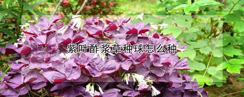 紫葉酢漿草種球怎麼種
