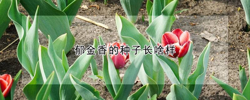 鬱金香的種子長啥樣