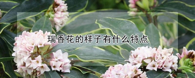 瑞香花的樣子有什麼特點