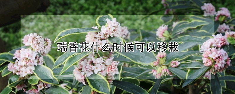 瑞香花什麼時候可以移栽