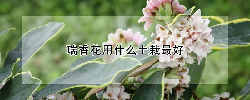 瑞香花用什麼土栽最好