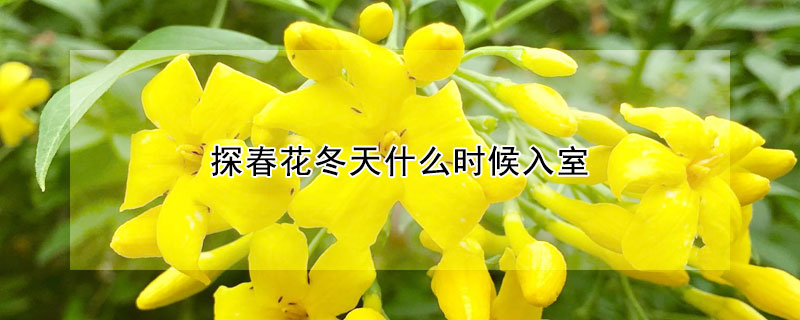 探春花冬天什麼時候入室