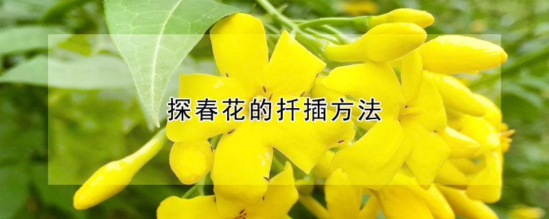 探春花的扡插方法