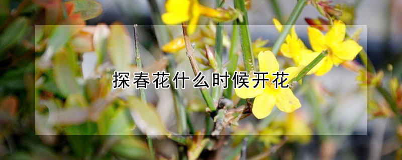 探春花什麼時候開花