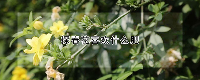 探春花喜歡什麼肥