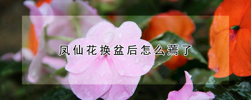 鳳仙花換盆後怎麼蔫了