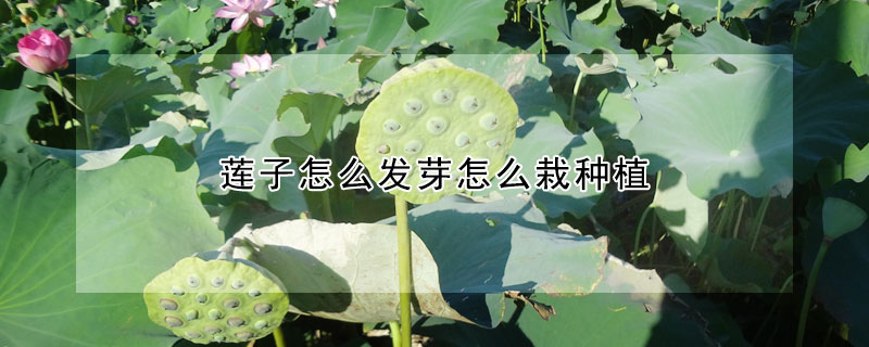 蓮子怎麼發芽怎麼栽種植
