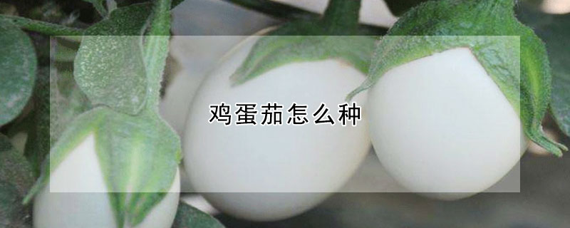 雞蛋茄怎麼種