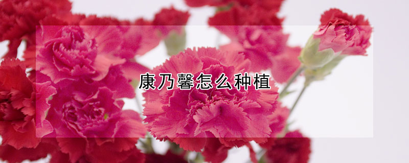 康乃馨怎麼種植