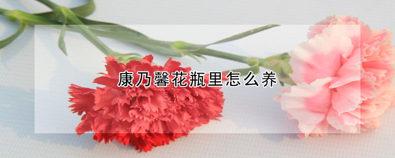 康乃馨花瓶裏怎麼養